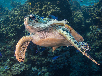 AterImber.com - The Veg Life - Vegan Tips - Non-Vegan Ingredients in Non-Food - Sea Turtle Eating Plastic Bag - single use plastics - save the ocean